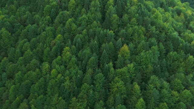 Majestic Aerial Orbit of Virgin Mountain Forest Contrasting Ancient Spruce Picea abies and Turning Beech Fagus sylvatica in Early Autumn