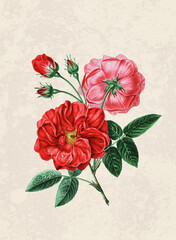 Handmade botanical flower illustration, natural plant art isolated on rustic beige background, decorative floral print.