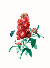 Handmade botanical flower illustration, natural plant art isolated on white watercolor paper background, decorative floral print.