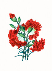 Handmade botanical flower illustration, natural plant art isolated on white watercolor paper background, decorative floral print.