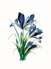 Handmade botanical flower illustration, natural plant art isolated on white watercolor paper background, decorative floral print.