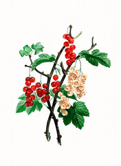 Handmade botanical fruit illustration, natural plant art isolated on white watercolor paper background, decorative floral print.