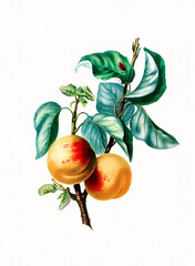 Handmade botanical fruit illustration, natural plant art isolated on white watercolor paper background, decorative floral print.