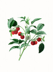 Handmade botanical fruit illustration, natural plant art isolated on white watercolor paper background, decorative floral print.