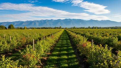 Naklejka premium Scenic Blueberry Farmland Landscape with Distant Mountain Range and Blue Sky View