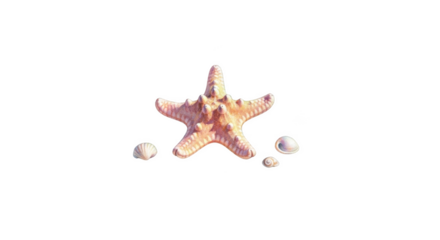 Pink starfish and small seashells on png isolated transparent background black background marine ocean