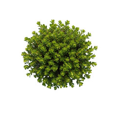 Obraz premium Round green bush with small leaves png transparent background isolated on black background plant foliage