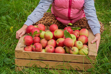 a little girl sitting in the grass holding a box of ripe apples, Hands holding a wooden box of red apples in the garden