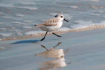 Obraz premium Sanderling running along shoreline with reflection and gentle surf