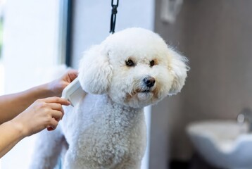 Fluffy white bichon frise dog grooming haircut combing at pet salon while groomer brushes fur in foreground against blurred interior background with soft light. Concept of professional pet care