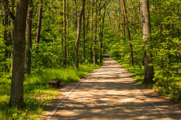 Fototapeta premium Forest path in spring woodland, Goluchow, Poland.