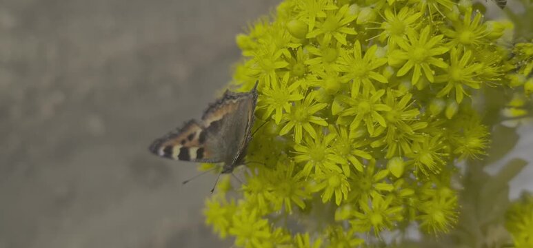 Macro shot of a colourful butterfly perched on a cluster of yellow blossoms in a sunny meadow