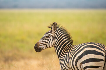 Single zebra looking to left with blurred green grass in background., Serengeti National Park, Tanzania