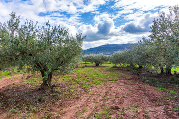 The Camino de Santiago passes through olive fields near Cirauqui, between Puente de la Reina and Estella in Spain	 