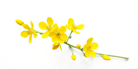 yellow flowers on white background