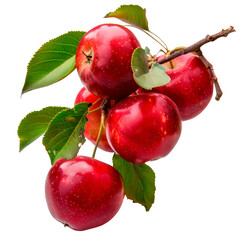Cluster of ripe red crabapple fruits on leafy branch, realistic botanical composition isolated on transparent background