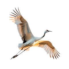 Flying crane bird in side view with spread wings, realistic wild bird isolated on transparent background