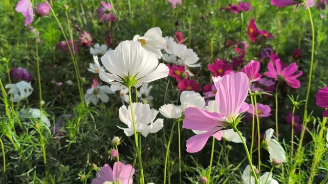 blooming white pink cosmos flower meadow in the park