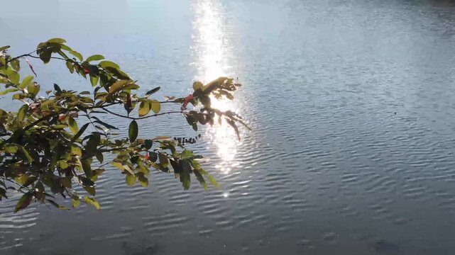 tree leaves and sun light reflection on water surface pond 