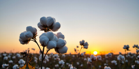 field of poppies