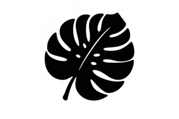 Monstera deliciosa tropical leaf silhouette showing botanical plant foliage isolated on transparent background