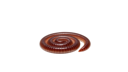 A close-up view presents a spiraled, segmented invertebrate with a brown, glossy exoskeleton against a black void