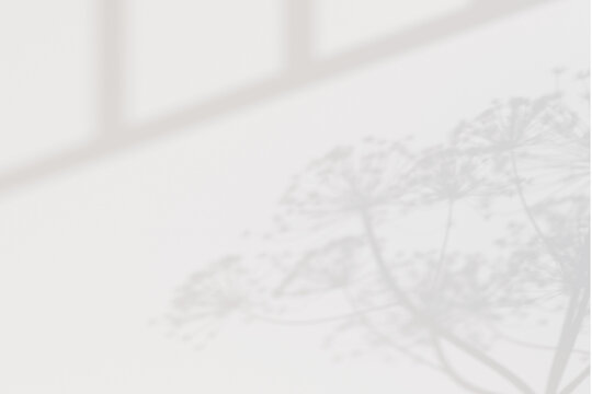 Template of a decorative flower branch shadow on a white blank wall. Window shadows. Overlay mask. Interior backdrop mockup. 3d render