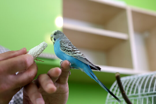 Budgerigar reacting to a mineral block in a human hand, showing proper care and bird maintenance