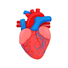 Human heart anatomy, medical vector illustration human internal organ - heart. Anatomical illustration of a human heart.