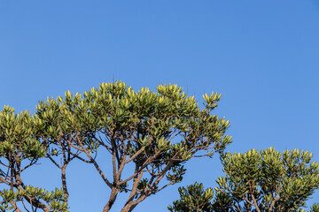 tree canopy under blue sky