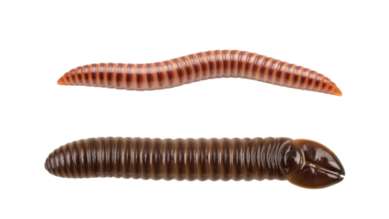 A high-angle view showcases two detailed invertebrates, each set against a stark black background, emphasizing their segmented bodies