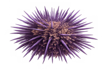 Purple long-spined sea urchin rendered in detail, showing its spiky texture and radial symmetry. Transparent background