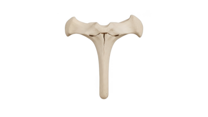 Png transparent background Isolated beige bone fragment against black background ivory white