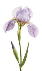 purple orchid isolated on white