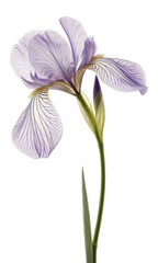 purple orchid isolated on white background