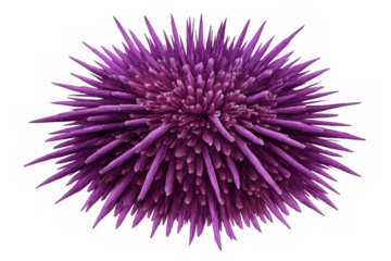 Purple sea urchin with sharp spikes under water, marine echinoderm creature on transparent background