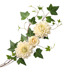 roses on a white background
