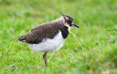 Vanneau huppé, Vanellus vanellus, Northern Lapwing © JAG IMAGES