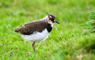 Vanneau huppé, Vanellus vanellus, Northern Lapwing © JAG IMAGES