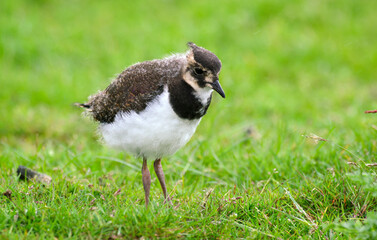 Vanneau huppé, Vanellus vanellus, Northern Lapwing © JAG IMAGES