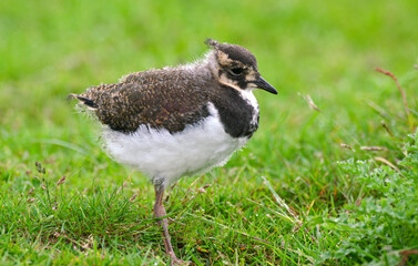 Vanneau huppé, Vanellus vanellus, Northern Lapwing © JAG IMAGES