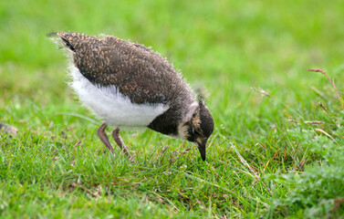 Vanneau huppé, Vanellus vanellus, Northern Lapwing © JAG IMAGES