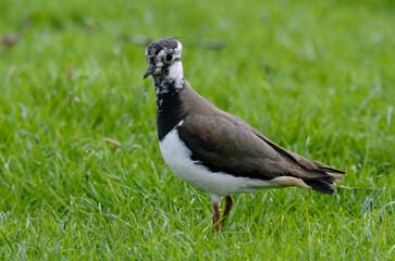 Vanneau huppé © JAG IMAGES
