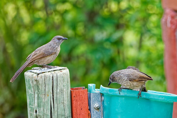 Wei&szlig;strichel-Drosselh&auml;herlinge