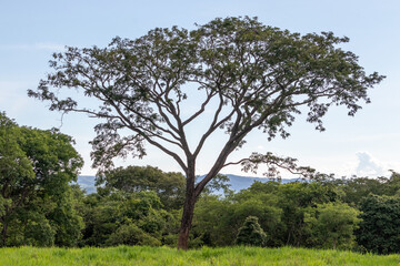 beautiful tree in the field