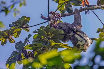 A sloth is munching on the fruits of a cecropia tree.