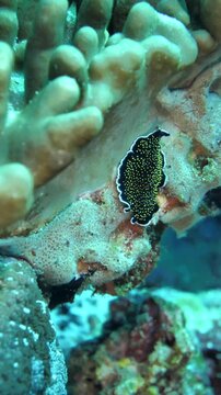 A colorful flatworm of the genus Thysanozoon glides over coral in Pohon Miring, Maluku, Indonesia.