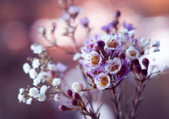 Piękne, r&oacute;żowe kwiaty Wosk&oacute;wki, tapeta, dekoracja.