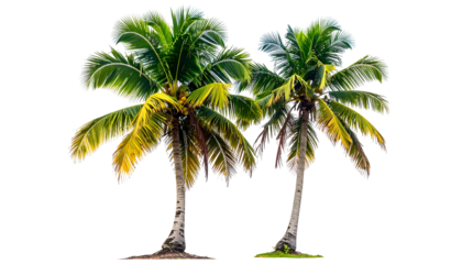 Two lush palm trees, green and yellow fronds against a transparent background