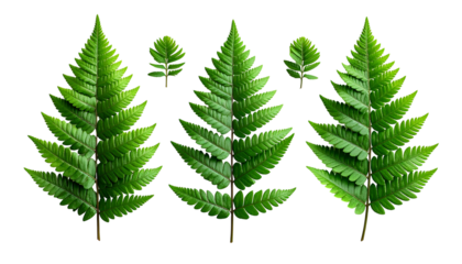 Close-up of vibrant green fern fronds isolated against a black background